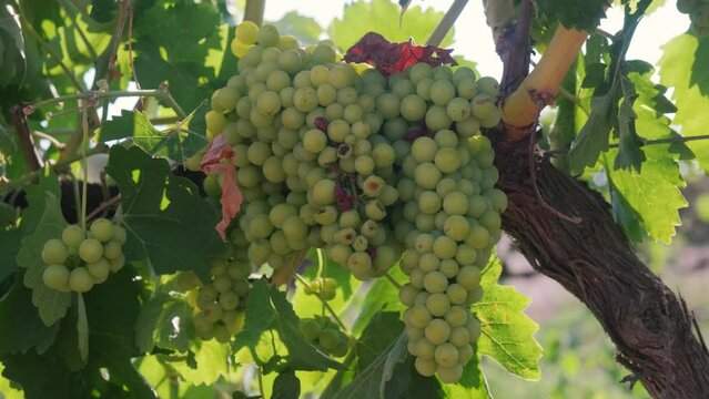 The leaves and unripe berries of grapes are affected by fungal disease, downy Mildew, false mildew ( of plasmopara viticola )
