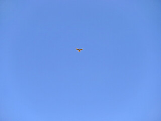 Falke