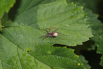 Pardosa Milvina