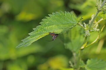 Weichkäfer