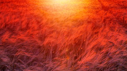 Fototapeta premium Beautiful landscape of sunset over wheat field at summer - Golden wheat in the field at sunset light. 