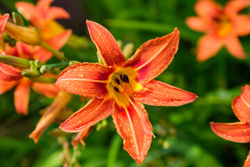 Beautiful lily after the rain
