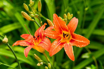 Beautiful lily after the rain