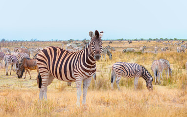 Fototapeta na wymiar Herd of zebras in yellow grass - Etosha park, Namibia