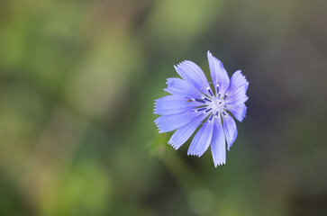 Fiore azzurro di cichorium pumilum, endivia selvatica, che cresce spontaneo e selvatico. Fioritura immersa nel verde del bosco.
