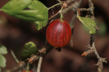 ripe red European Gooseberry on a twig, macro
