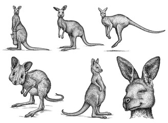 Vintage engrave isolated kangaroo set illustration ink sketch. Wild wallaby background art
