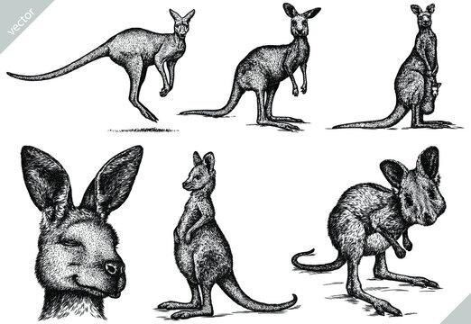 Vintage engrave isolated kangaroo set illustration ink sketch. Wild wallaby background vector art