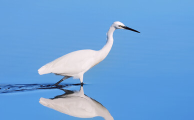 Snowy Egret hunting for food in shallow water. Milnerton Lagoon, Cape Town, South Africa