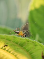 Striped lynx spider