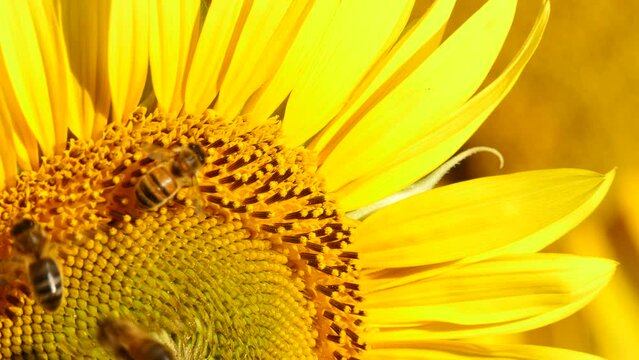 Close up macro of yellow flower sunflower and honey bee collecting pollen. Slow motion