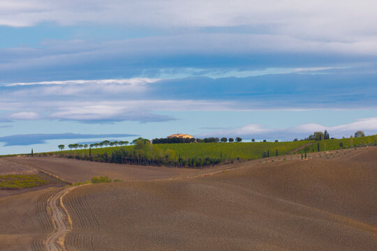 Typical Tuscany landscape in summer, with cultivated fields and wine yards, cypress trees and old farm buildings in a hill and valley landscape, near Montepulciano and Montalcino, Val d'Orcia, Italy