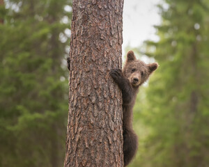Scared brown bear cub climbed on a pine tree and watches until the threat is over