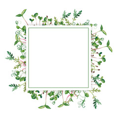 Hand drawn micro greens botany square frame. Healthy vegetarian and vegan food design for company logo, print, packages. Watercolor illustration in sketch style