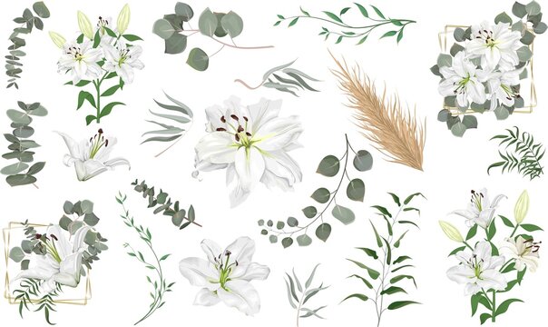 Vector grass and flower set. Eucalyptus, different plants and leaves, dry wood. White lily flowers, branches with flowers, compositions with gold frames 