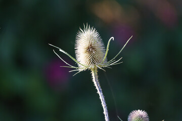 Obraz premium Wilde Karde