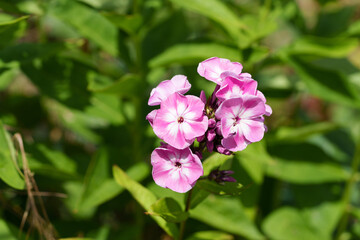 Phlox