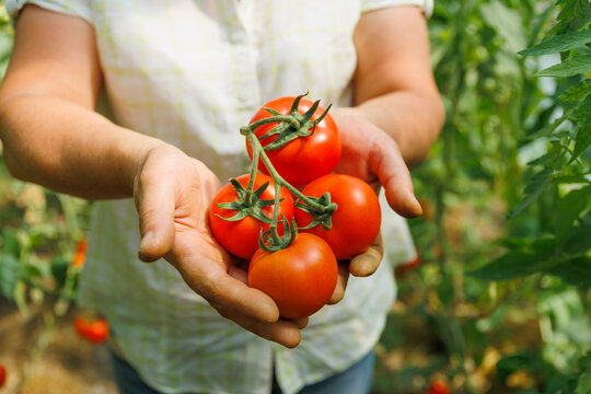 top view of a woman hands showing a bunch of little round organic tomatoes, in summer. healthy food. Harvesting in a vegetable garden.