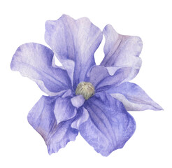 A blue clematis flower hand drawn in watercolor isolated on a white background. Watercolor illustration. Watercolor floral element.