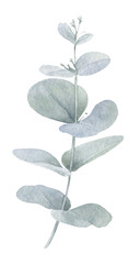 An eucalyptus branch with green leaves hand drawn in watercolor isolated on a white background. Watercolor illustration. Watercolor floral element.