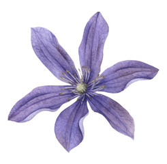 A lilac clematis flower hand drawn in watercolor isolated on a white background. Watercolor illustration. Watercolor floral element.