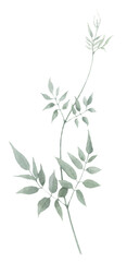 A branch with green leaves hand drawn in watercolor isolated on a white background. Watercolor illustration. Watercolor floral element.