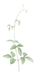 A tender clematis branch with green leaves hand drawn in watercolor isolated on a white background. Watercolor illustration. Watercolor floral element.