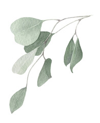 An eucalyptus branch with green leaves hand drawn in watercolor isolated on a white background. Watercolor illustration. Watercolor floral element.