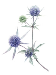A sea holly flower branch hand drawn in watercolor isolated on a white background. Watercolor illustration. Watercolor floral element.