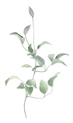 A curve clematis branch with green leaves hand drawn in watercolor isolated on a white background. Watercolor illustration. Watercolor floral element.