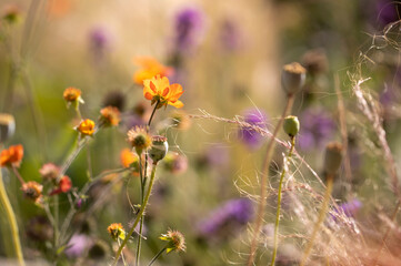 Geum totally tangerine in the garden, shallow depth of field