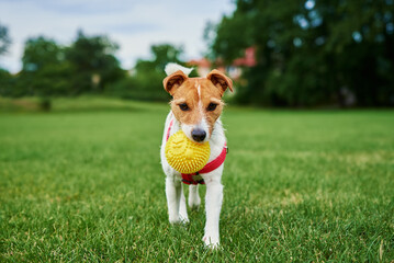 Dog playing with ball at park, Jack Russell terrier portrait