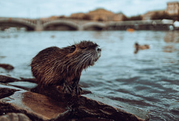 The nutria beaver near the river in Prague