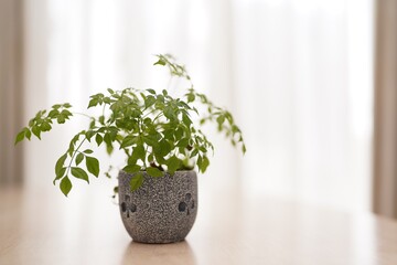 窓際に置いた小さな観葉植物