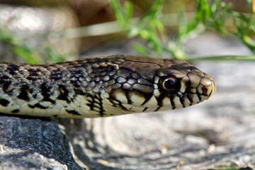 Balkan-Zornnatter // Balkan whip snake (Hierophis gemonensis) 