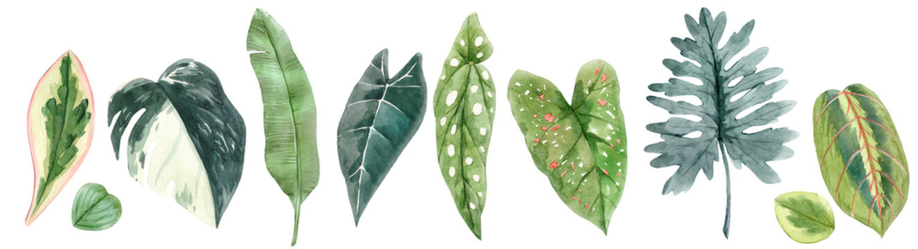 Beautiful set with watercolor hand drawn tropical plant leaves. Stock clip art illustration.