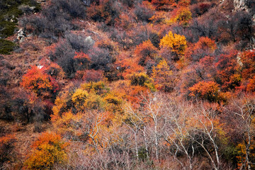 Top view of autumn colorful trees in vivid red, orange and yellow foliage.