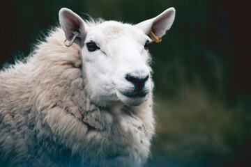 Portrait of a beautiful sheep in the Isle of Skye and in the Hebrides, Scotland. Tame, friendly...