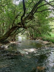Obraz premium stream in the forest