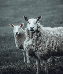 Portrait of beautiful sheep in the Isle of Skye and in the Hebrides, Scotland. Tame, friendly faces, long wool against the harsh climate and constant wind.