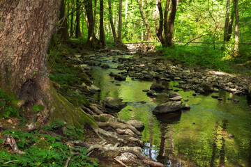 water stream in carpathian beech woods. deep forest in dappled light. green nature scenery in spring