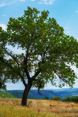 Fototapeta na wymiar beautiful tree on a hill next to the valley, blue sky with clouds on the horizon, beautiful summer landscape, bright sunny day