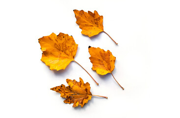 Composition of four dried autumn yellow and orange color leaves isolated on a white background.