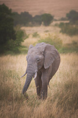 Young elephant in Maasai Mara Kenya Tanzania. Travel and safari concept.