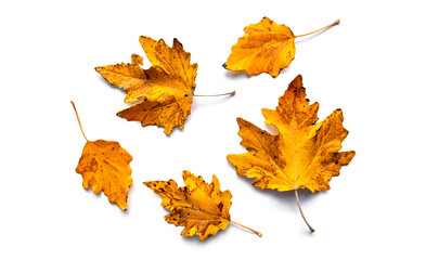 Composition of five dried autumn yellow and orange color leaves isolated on a white background.