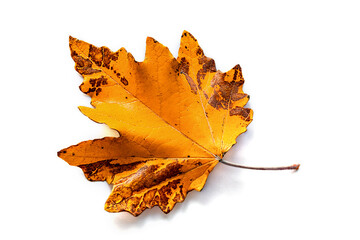 A large yellow and orange colored leaf isolated on a white background.