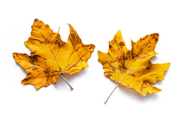 Two large yellow leaves isolated on a white background.