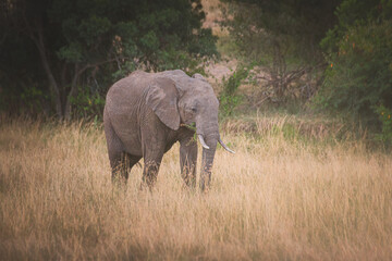 Young elephant in Maasai Mara Kenya Tanzania. Travel and safari concept.