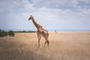 Lone giraffe in Serengeti National Park Tanzania. Travel and safari concept.