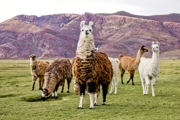 Lama& 39 s alpaca& 39 s op het gebied van Bolivia. Wildlife van Altiplano, Zuid-Amerika
